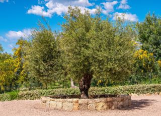 villa 10 Pièces en vente sur PORTICCIO (20166)